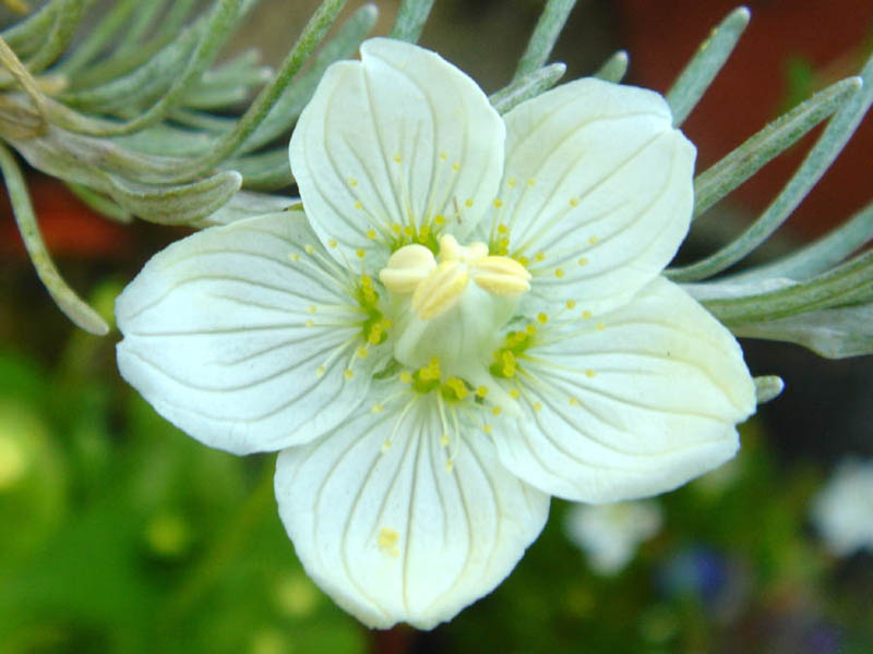 Parnassia palustris en fleurs dans une prairie humide des Alpes